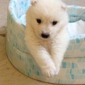 Clínica Veterinaria Alhaurín de La Torre cachorro blanco