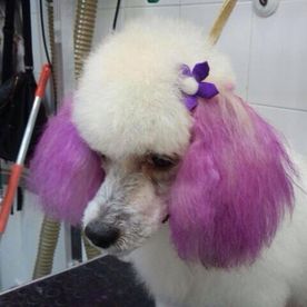 Clínica Veterinaria Alhaurín de La Torre cachorra con las orejas rosas