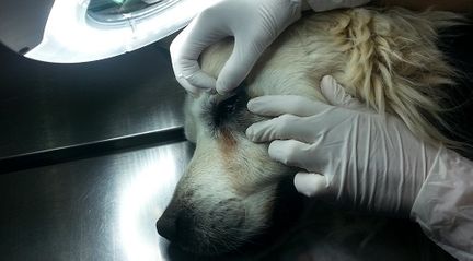 Clínica Veterinaria Alhaurín de La Torre persona revisando a perro 