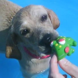 Clínica Veterinaria Alhaurín de La Torre perro en la piscina