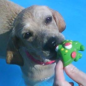 Clínica Veterinaria Alhaurín de La Torre perro en la piscina