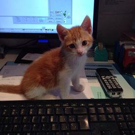 Clínica Veterinaria Alhaurín de La Torre gato bebé