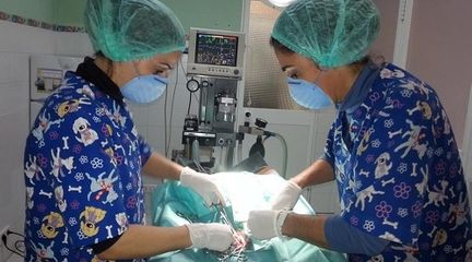 Clínica Veterinaria Alhaurín de La Torreveterinarias en cirugía