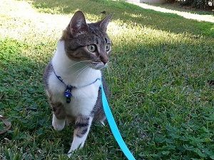 Clínica Veterinaria Alhaurín de La Torre gato con correa