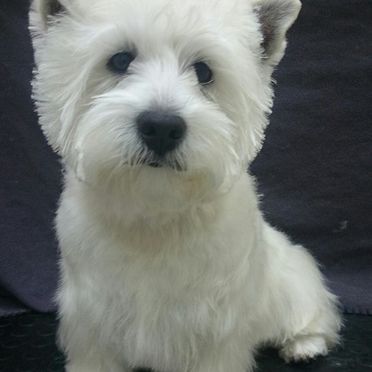 Clínica Veterinaria Alhaurín de La Torre perro con pelaje blanco