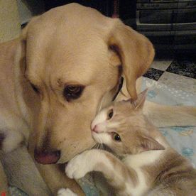 Clínica Veterinaria Alhaurín de La Torre perro con gato