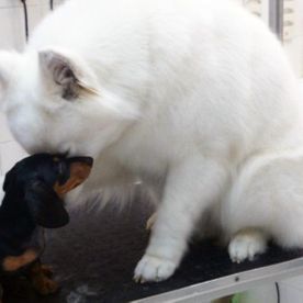 Perros en la consulta del veterinario