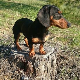 Clínica Veterinaria Alhaurín de La Torre perro pequeño