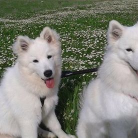 Clínica Veterinaria Alhaurín de La Torre perros blancos