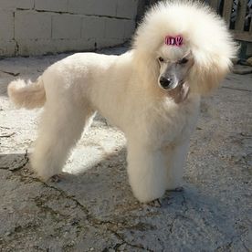 Clínica Veterinaria Alhaurín de La Torre perra de pelo blanco