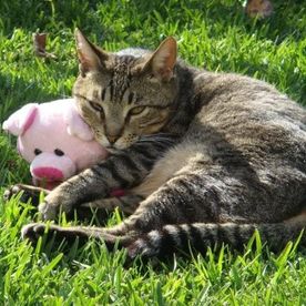 Clínica Veterinaria Alhaurín de La Torre gato abrazando peluche