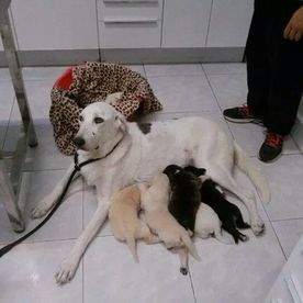 Clínica Veterinaria Alhaurín de La Torre perra con sus cachorros 