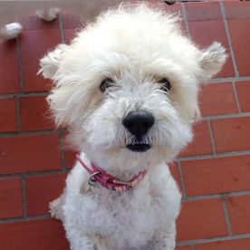 Clínica Veterinaria Alhaurín de La Torre perro blanco