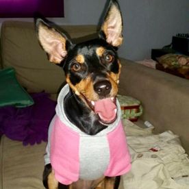 Clínica Veterinaria Alhaurín de La Torre perro de orejas grandes