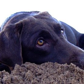 Clínica Veterinaria Alhaurín de La Torre perro negro