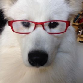 Clínica Veterinaria Alhaurín de La Torre perro con gafas