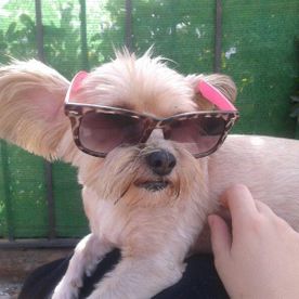 Clínica Veterinaria Alhaurín de La Torre perra con gafas