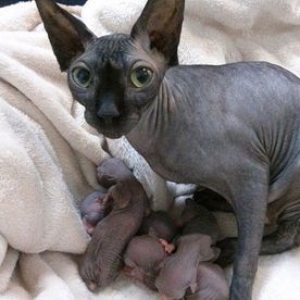 Clínica Veterinaria Alhaurín de La Torre gato con sus crías 