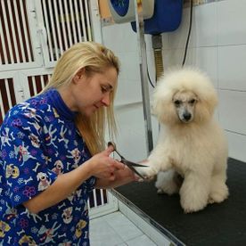 Mujer cortando el pelo a un caniche