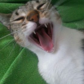 Clínica Veterinaria Alhaurín de La Torre gato con la boca abierta